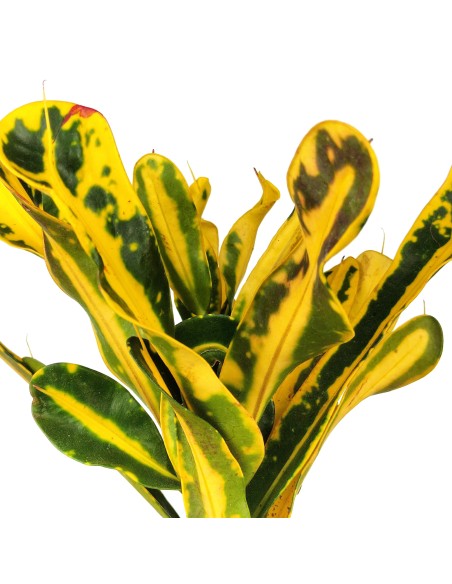 Banane Rouge Croton (pot 8,5 cm ø).