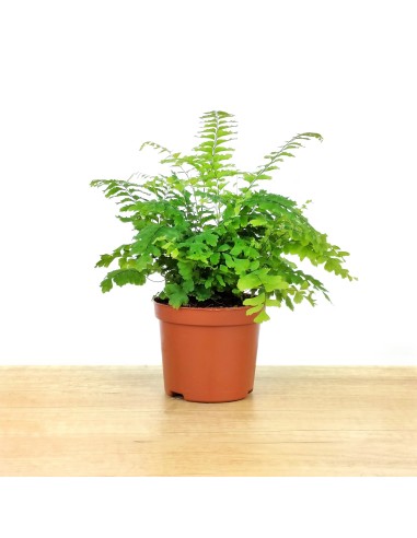Adiantum Fragans (vaso de 12 cm Ø)