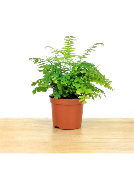 Adiantum Fragans