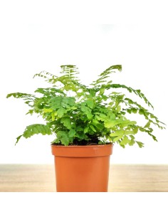 Adiantum Fragans (vaso de 12 cm Ø) 2