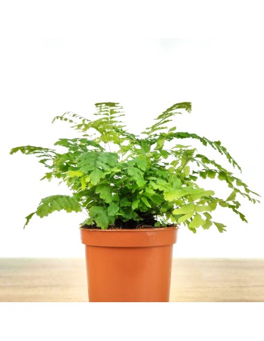Adiantum Fragans