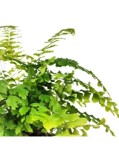 Adiantum Fragans (vaso de 12 cm Ø)