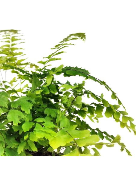 Adiantum Fragans (vaso de 12 cm Ø)