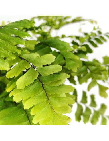 Adiantum Fragans