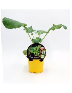 Planter Kailaan natural (test 10,5 cm ø)