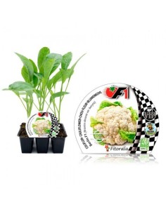 Planter coliflor blanca híbrid Berlín (6 unitats) 2
