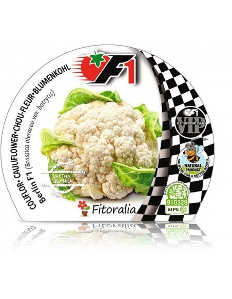 Plantel coliflor blanca híbrido natural Berlín (6 unidades)