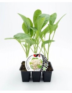 Planter coliflor blanca híbrid Berlín (6 unitats)
