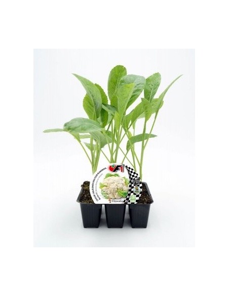 Plantel coliflor blanca híbrido natural Berlín (6 unidades)
