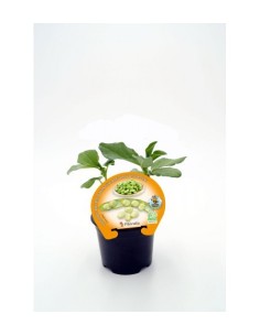 Plantel habita baby natural (1 o 6 unidades)