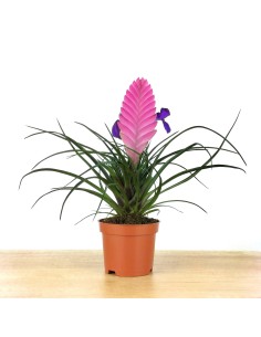 Tillandsia Cyanea