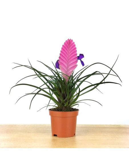 Tillandsia Cyanea