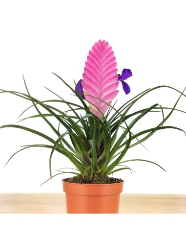 Tillandsia Cyanea (pot 10 cm ø).