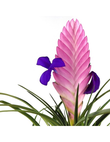Tillandsia Cyanea