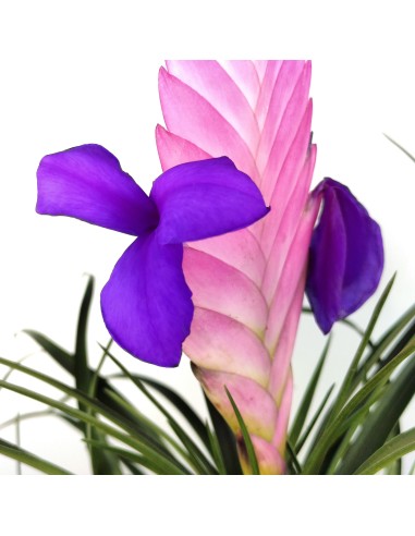 Tillandsia Cyanea (pot 10 cm ø).