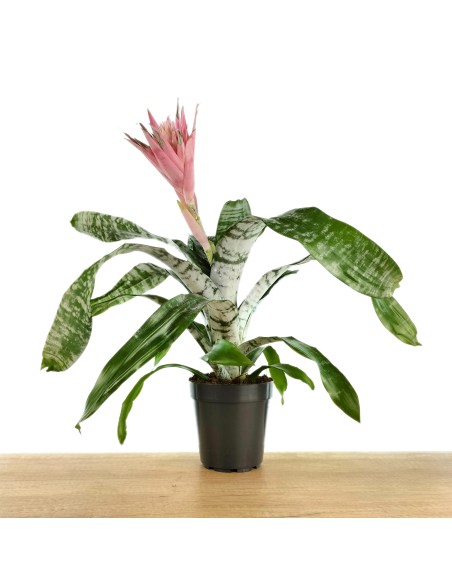 Comprar aechmea fasciata em Germigarden