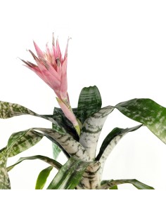 Billbergia o aechmea fasciata (test 15 cm ø) 2