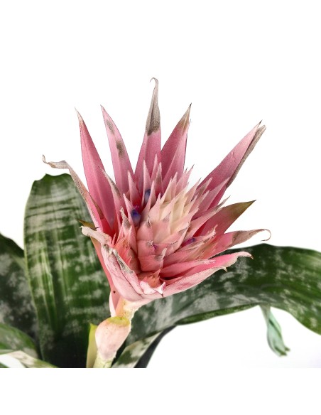 Comprar aechmea fasciata por 19,50€ en Germigarden