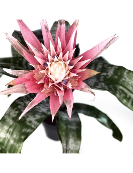 Billbergia o aechmea fasciata (test 15 cm ø)