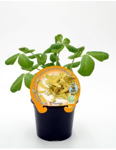 Planter edamame - soja natural (test 10,5 cm Ø)
