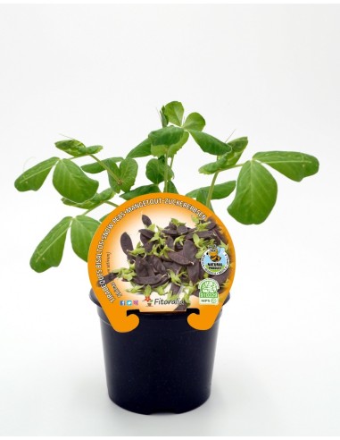 Planter pèsol tirabec púrpura natural (test 10,5 cm Ø)