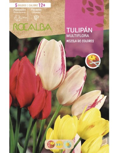 Bulbo de tulipán Multiflora a granel
