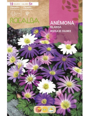 Bulb d'anèmona tova a granel (unitat)