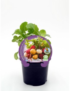 Planter rabe de colors natural (test 10,5 cm Ø)
