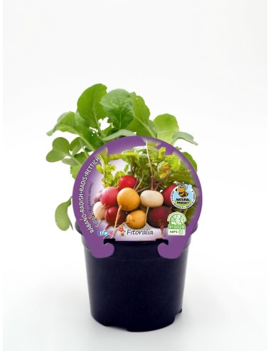 Semis de radis de coleur naturel (pot 10,5 cm Ø).