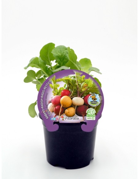 Semis de radis de coleur naturel (pot 10,5 cm Ø).