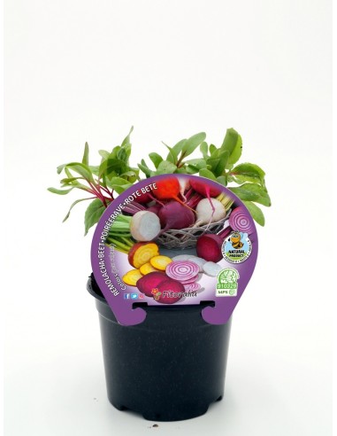 Semis de betterave de coleur naturel (pot 10,5 cm Ø).