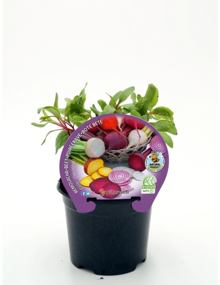 Planter remolatxa de colors natural (test 10,5 cm Ø)