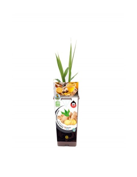 Gingembre (pot de 2 litres)