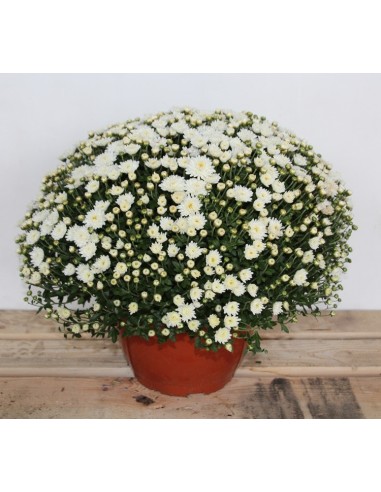 Chrysanthème boule à partir de 1,95€ chez Germigarden