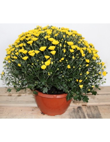 Crisantemo de bola desde 1,95€ en Germigarden