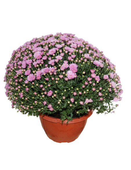 Chrysanthème boule à partir de 1,95€ chez Germigarden