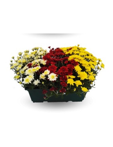 Jardinera de crisantemo de bola (25 cm de largo)