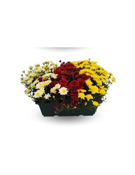 Jardinera de crisantemo de bola (25 cm de largo)