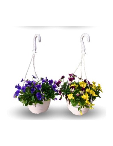 Violette à partir de 1,75€ chez Germigarden