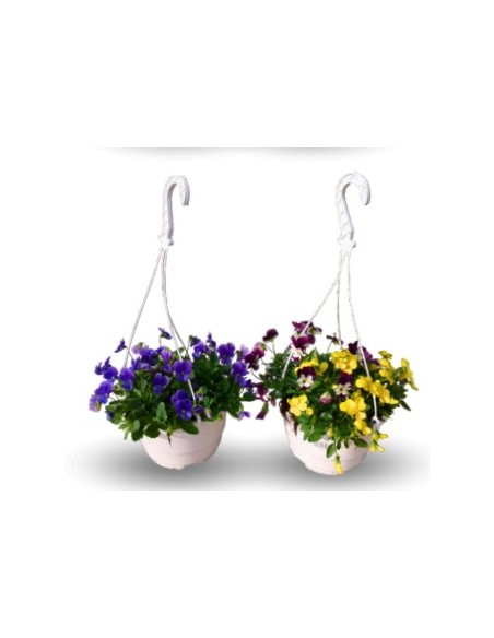 Violette à partir de 1,75€ chez Germigarden