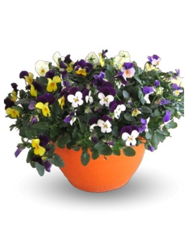 Violette à partir de 1,75€ chez Germigarden