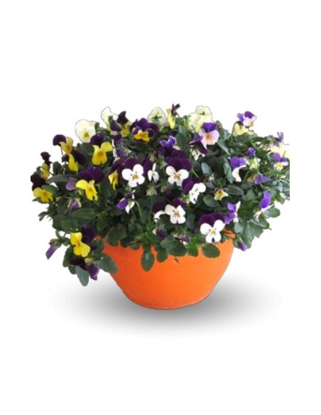 Viola en test de 11 cm