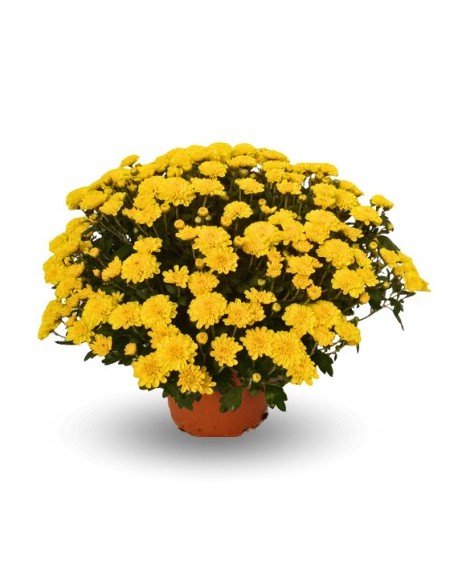 Crisantemo de bola desde 1,95€ en Germigarden