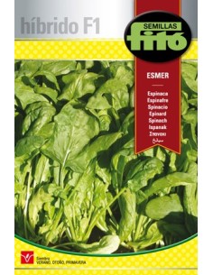Semence hybride d'épinards verts très vigoureuse