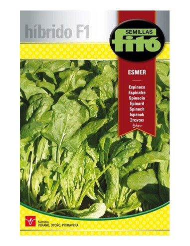 Semilla híbrida de espinaca verde muy vigorosa