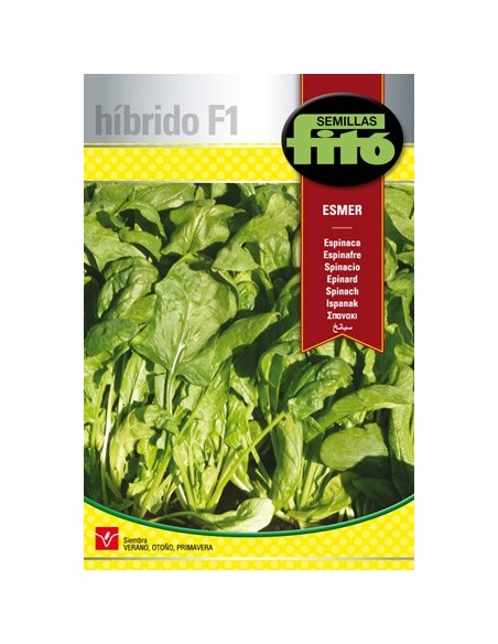 Semente híbrida de espinafre verde muito vigorosa