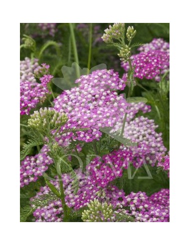 Achillea Millefolium (vaso de 13 cm Ø)