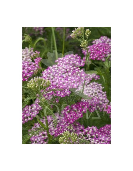 Achillea Millefolium (vaso de 13 cm Ø)