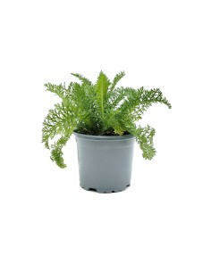 Achillea Millefolium (maceta 13 cm Ø)