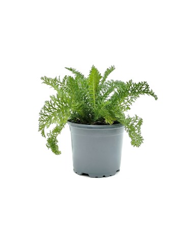 Achillea Millefolium (vaso de 13 cm Ø)